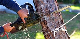 Best Tree Removal Services  in Three Points, AZ